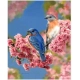PINTAR POR NUMEROS-PAJAROS